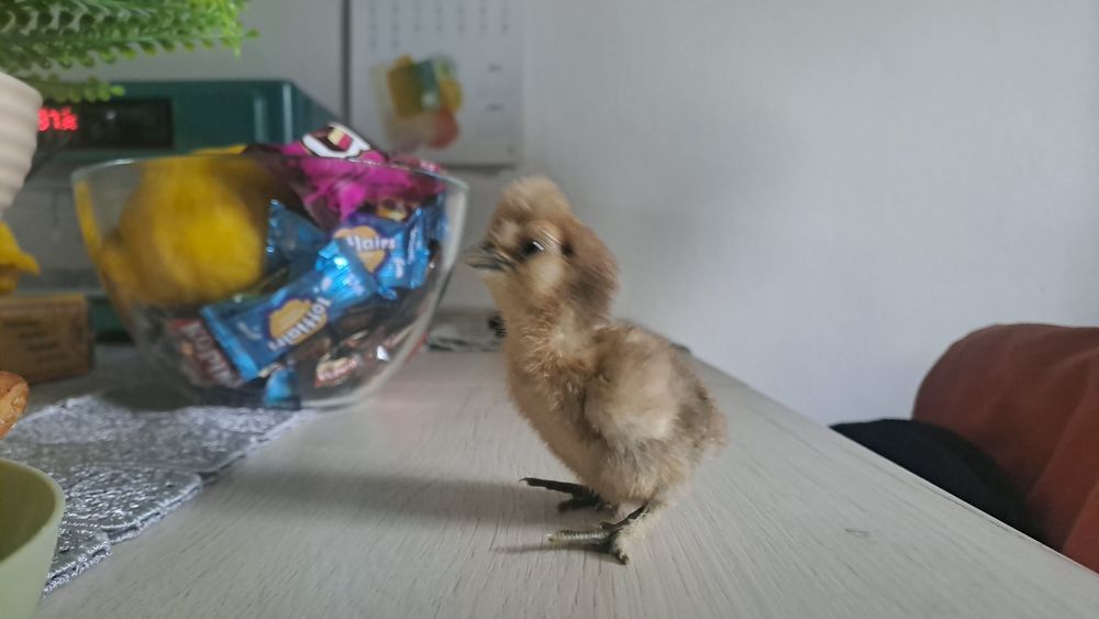 Kurki nioski i ozdobne