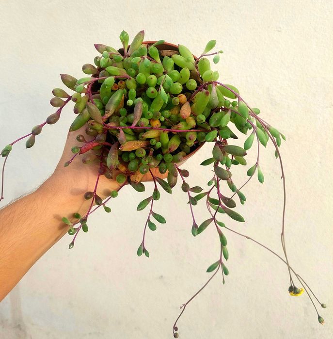 Suculentas variadas 4€/cada