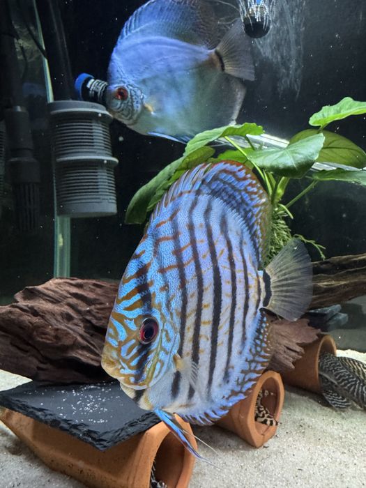Peixes Discus grande qualidade