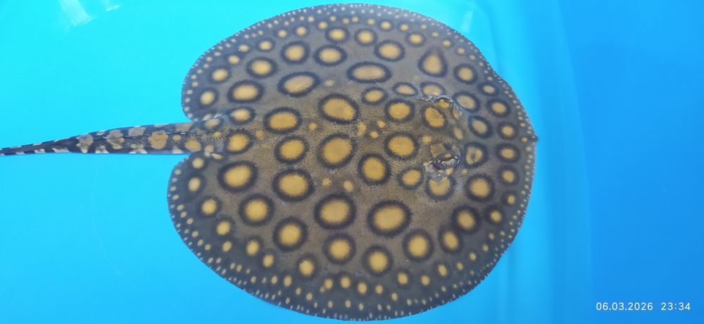 Скат пресноводный