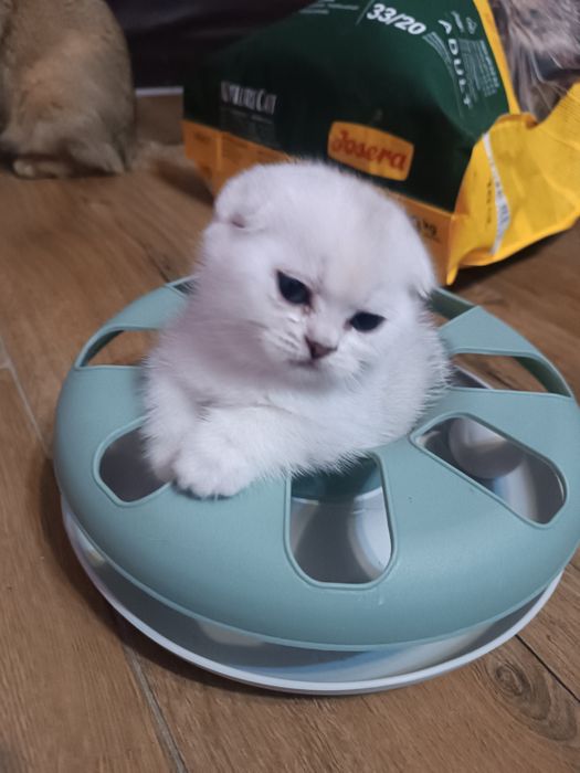 Скоріш фолд. Манюня киця.