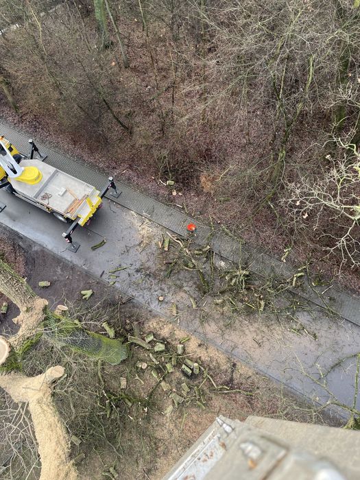 Wycinka drzew arborysta frezowanie korzeni usługi rębakiem