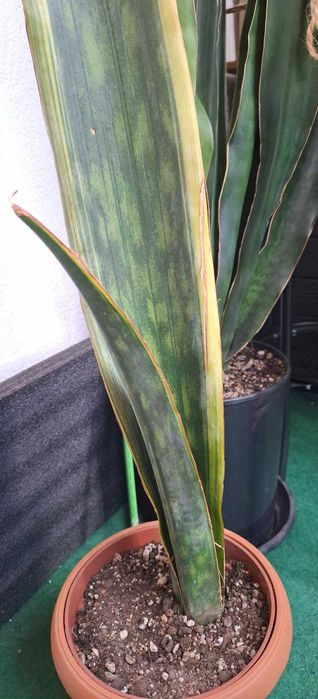 Sansevieria bhitalae Dragon King