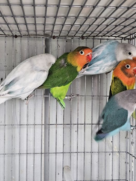 agapornis ficher e personatas