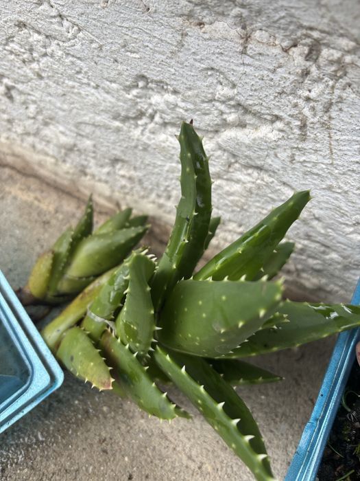 Vendo varios tipos de plantas/suculentas