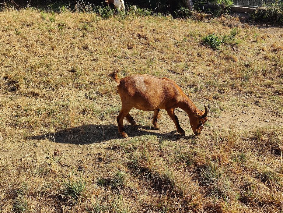 Vendo cabras anãs