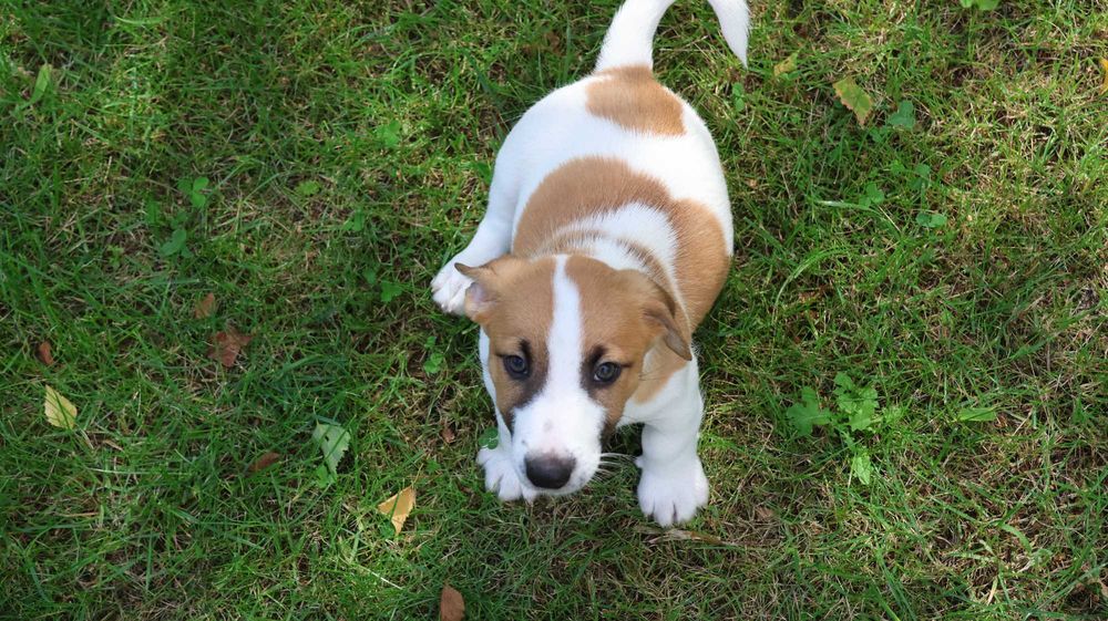 Piesek Jack Russell Terrier z hodowli "BREFIO"/ do odbioru