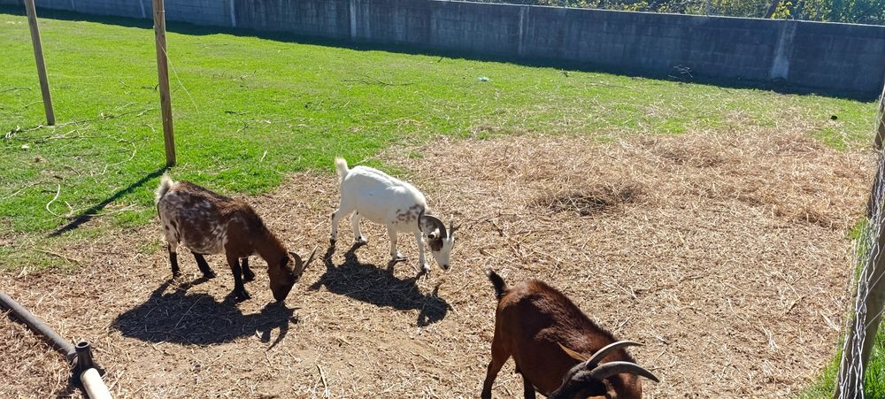 Cabras anas prenhas e chibo