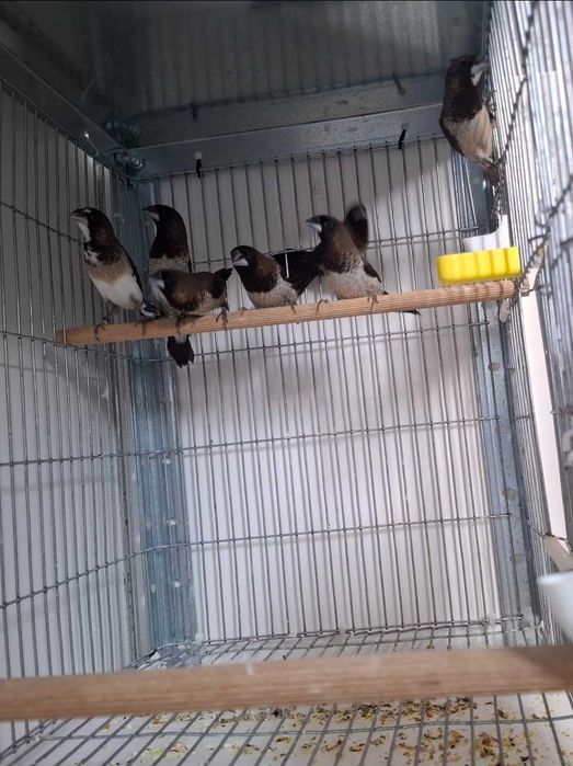 Bengalins do Japão de várias cores com e sem poupa.