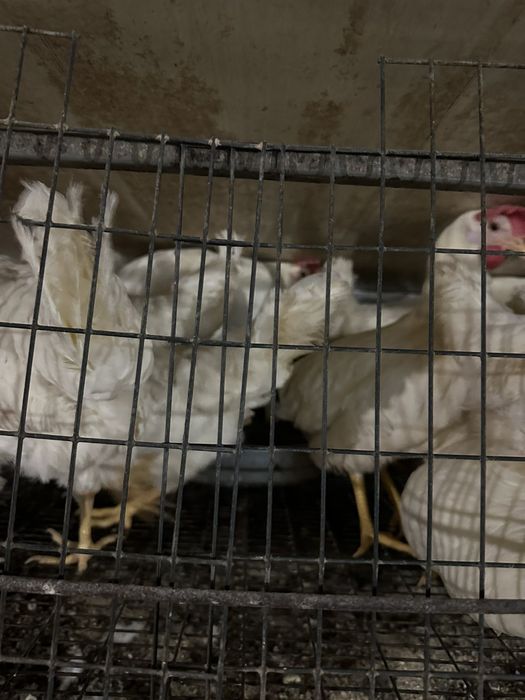 Легорні, 5,5 місяці