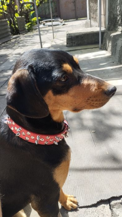 Отдам собаку в хорошие руки