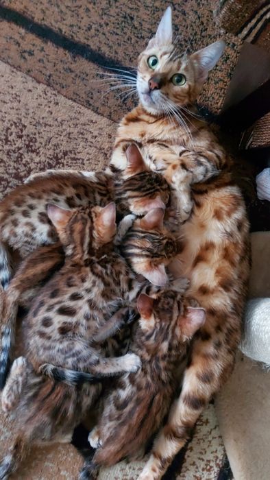 4 виводки бенгальських кошенят. Різний вік