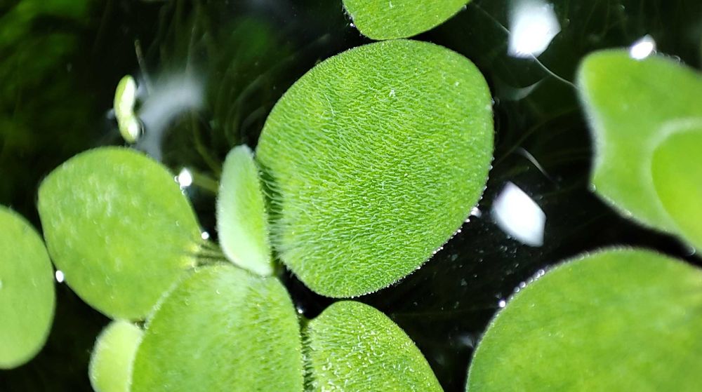 Salvinia auriculata