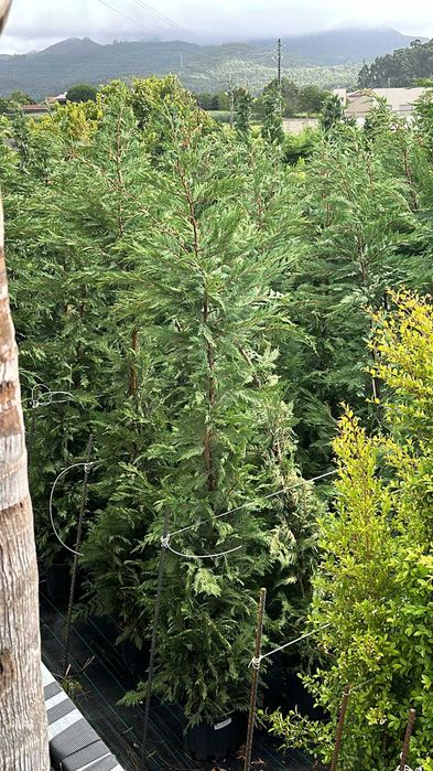 Cupressus Leylandii 200/300/400CM