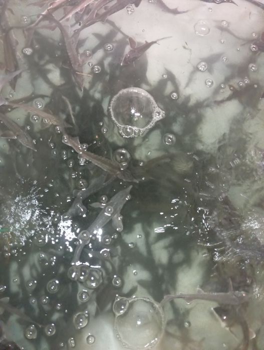 Jesiotr rosyjski.sterleti.kroczek