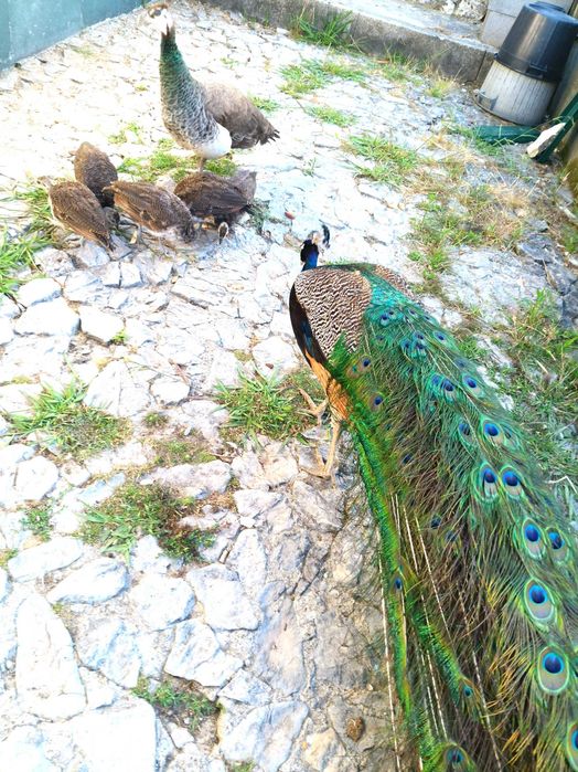 Pavões nascidos  e criados em liberdade