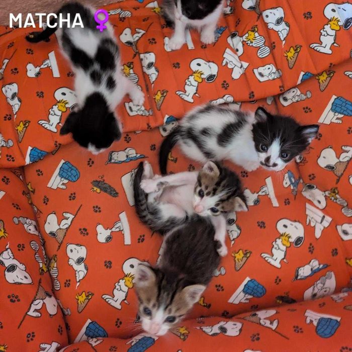 Gatinhos para Adopção Responsável