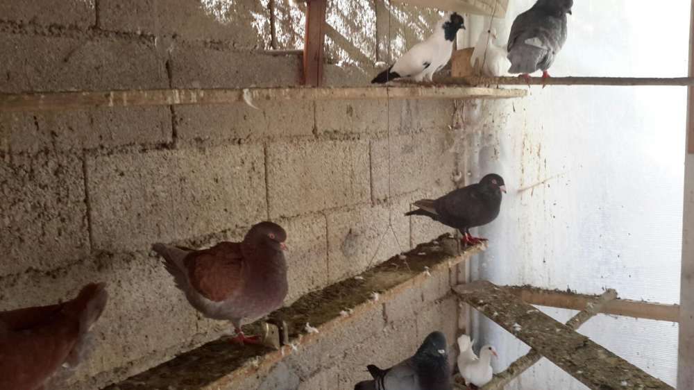 POMBOS FANTASIA *Várias Raças*