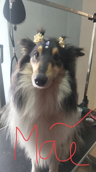 Cachorrinhos para adoção