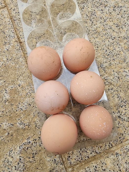 Ovos férteis faisão coleira