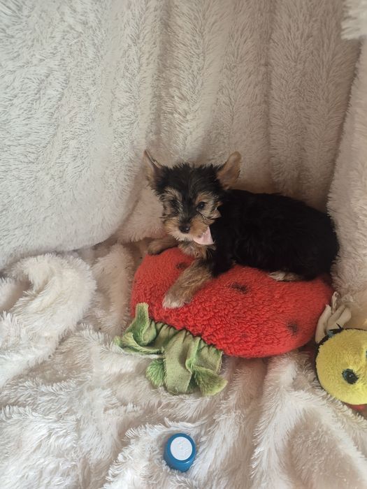 Yorkshire Terrier Macho Criadora Registada PT3088FL