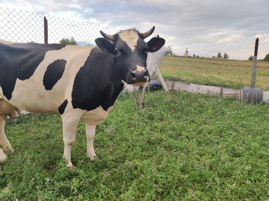 Продам  молоду корову