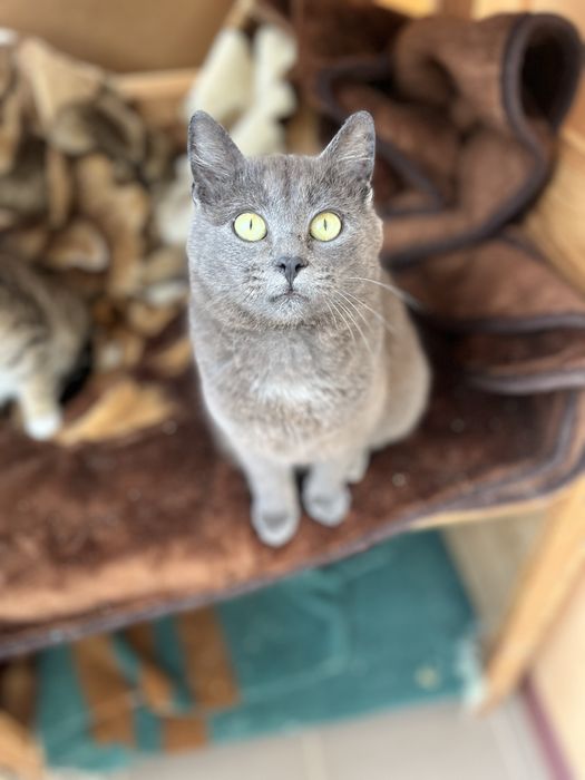 Пепельный мальчик 5-6 мес