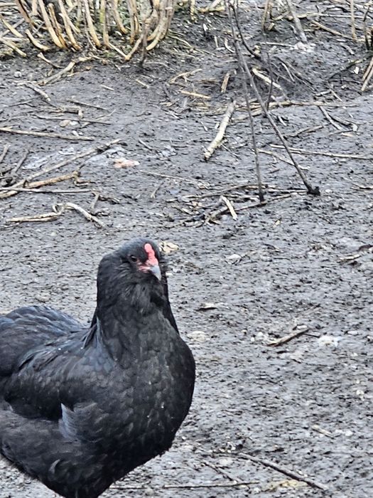 Araucany jajka legowe