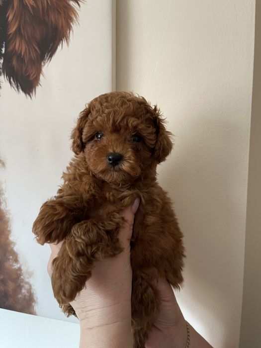 Пропонуються Той пуделята