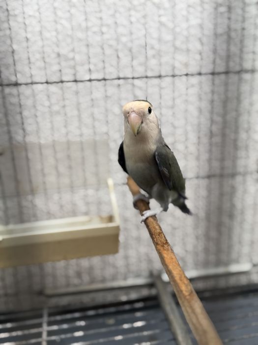 Casal de Agapornis Rosicolis