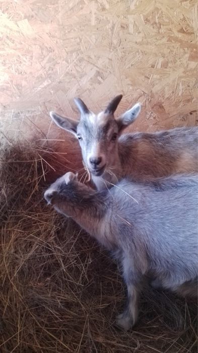 Козенята, козли, цапи