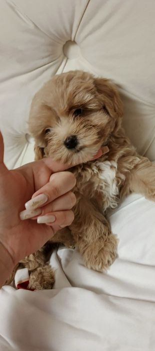 Милі дітки Мальтіпу