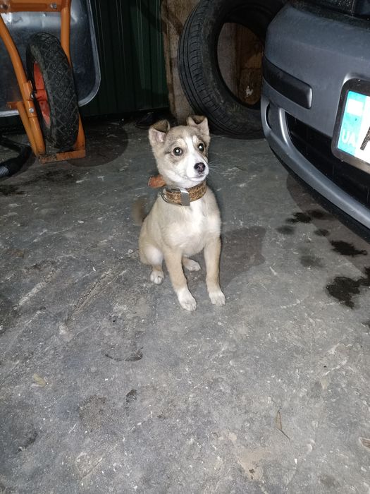 Собачення, дівчинка,3 місяці.