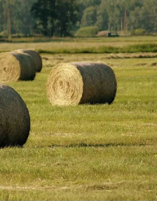 Sprzedam bale baloty siana  50szt