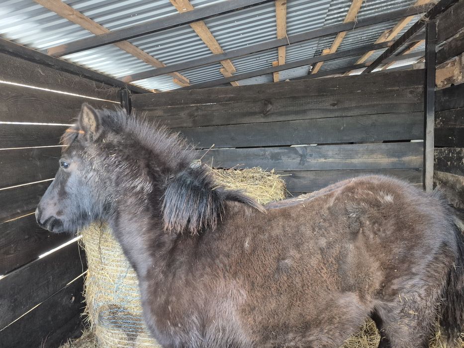 Sprzedam ogierka huculskiego