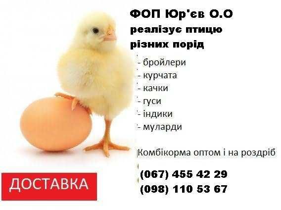 Курчата бройлери під замовлення (можливий ОПТ)