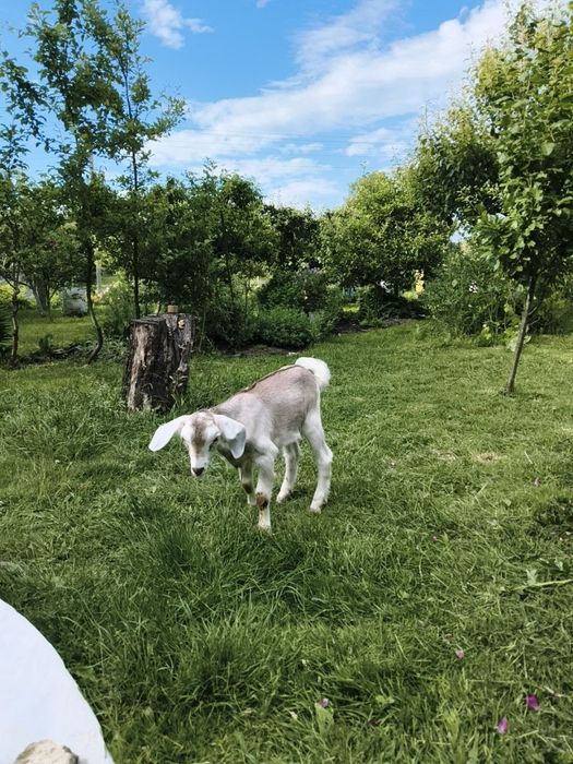 Козлик Англонубійський, ламанча