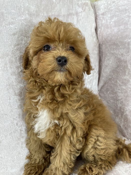 Мальтіпу Міні — готовий до переїзду!