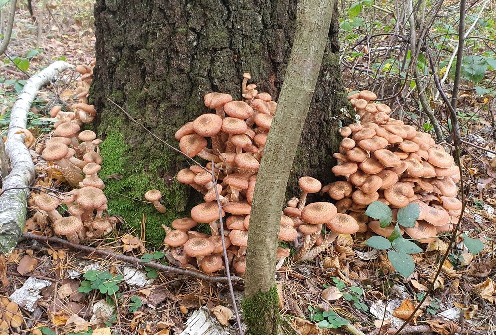 Grzyby marynowane 11 słoików