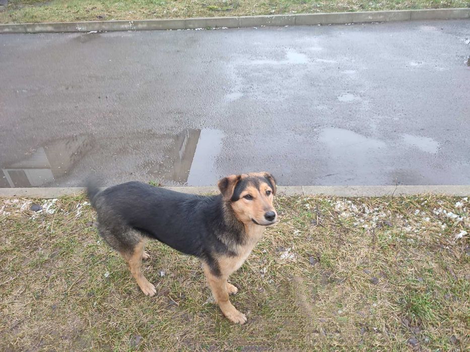 Подарую собачку ..