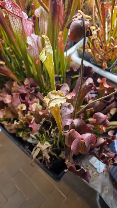 Planta carnívora