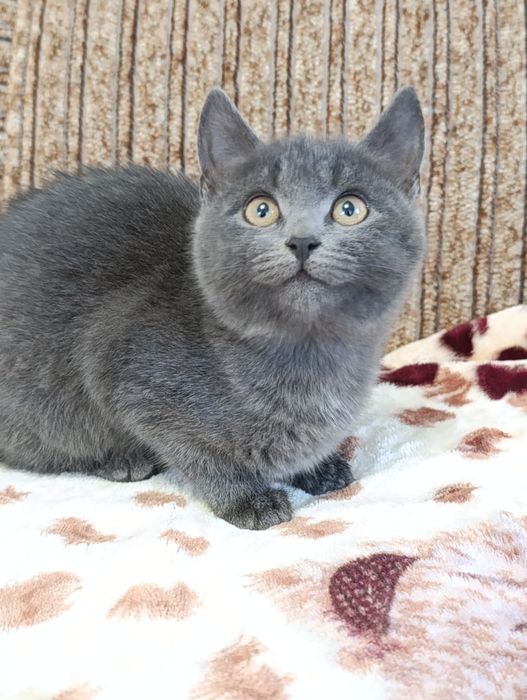 Подарую кошенят , два хлопчика і дівчинка