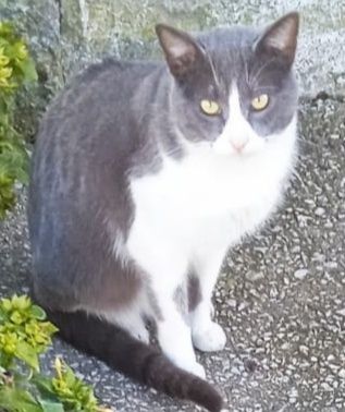 Gatinho para adoção responsável