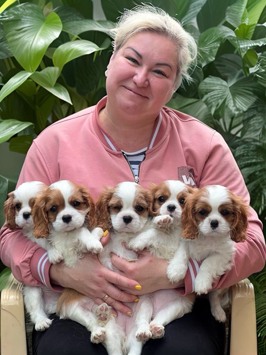 Щенки Кавалер Кинг Чарльз Спаниель