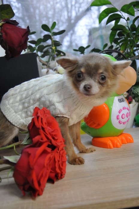 Чіхуахуа довгошерсна лілова дівчинка міні