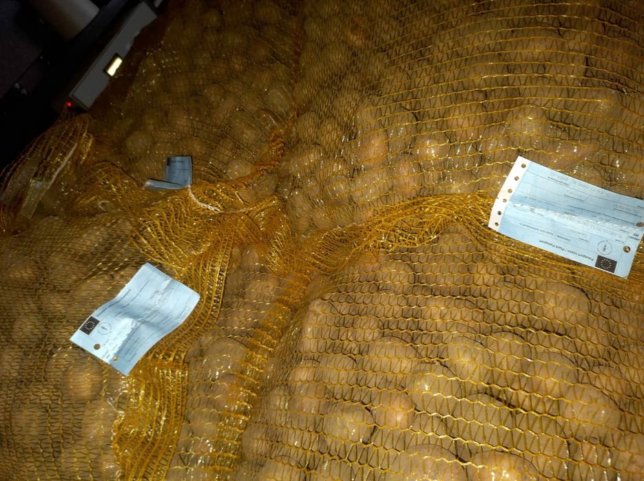 Sadzeniaki ziemniaki kwalifikowane Magnolia Lawenda