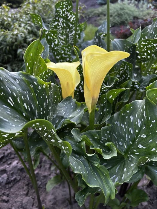 Жовта кала                       Цибулини-бульби       (клубні)  кали