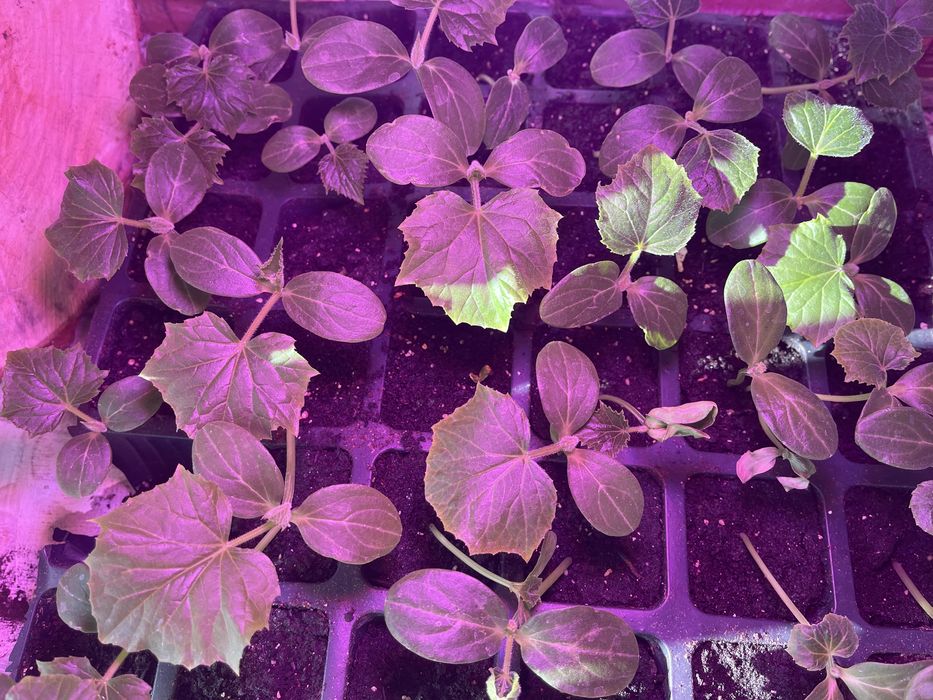 Рассада - огурцы ,f1 ,опт и розница