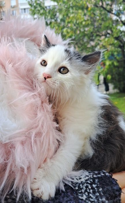Пухнасті кошенята 2  міс гарні