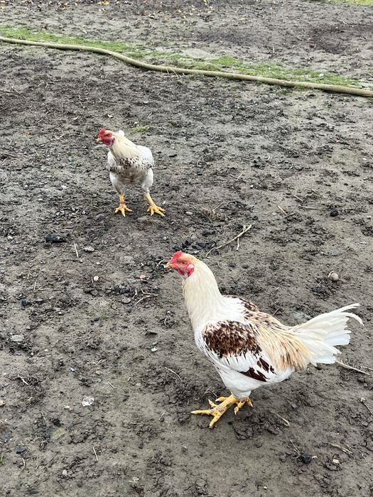 Продам когутів  13 місяці